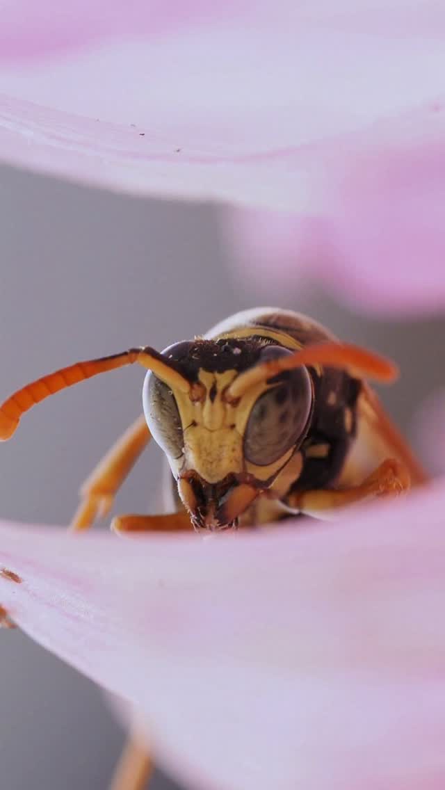 Instagram post by @adria_visuals for Discover Earth. Caption reads: 🧠🐝 Paper wasps recognize faces ⬇️

Not just....