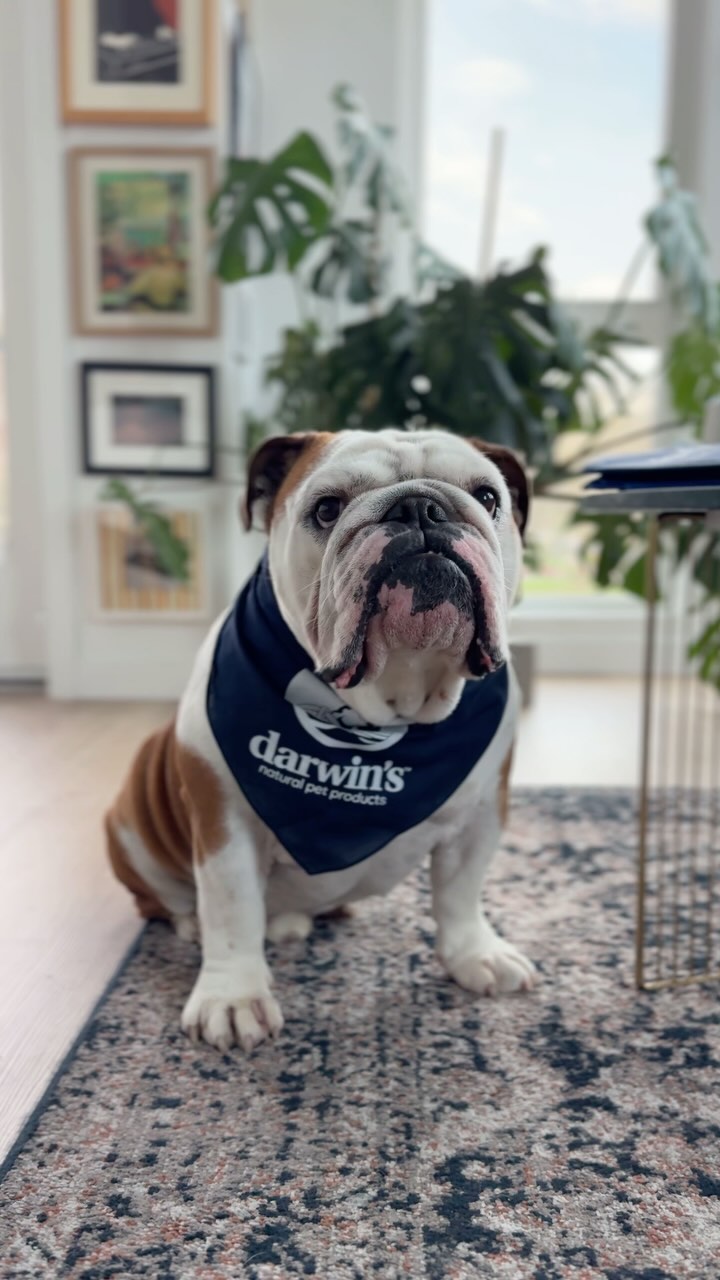 Instagram post by @jerrywasabulldog for Darwin's Natural Pet Products. Caption reads: 📬📦 Big Mail Day from my new friends #ad....