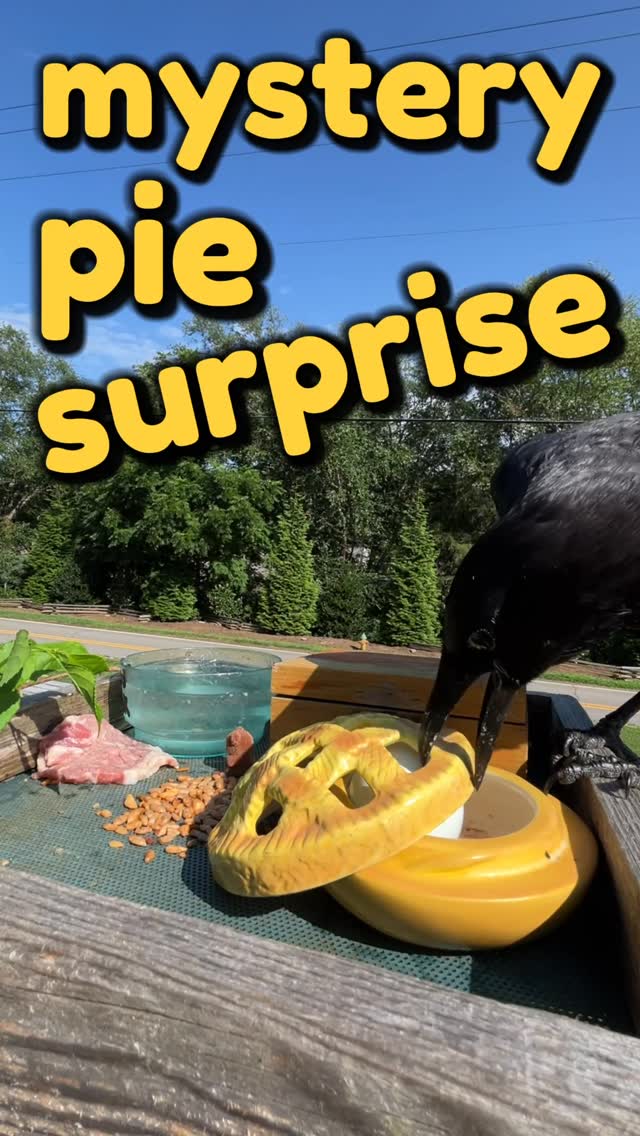 Instagram post by @milkhouse6000 for GIPHY. Caption reads: day175: here i am once again with a new day for my....