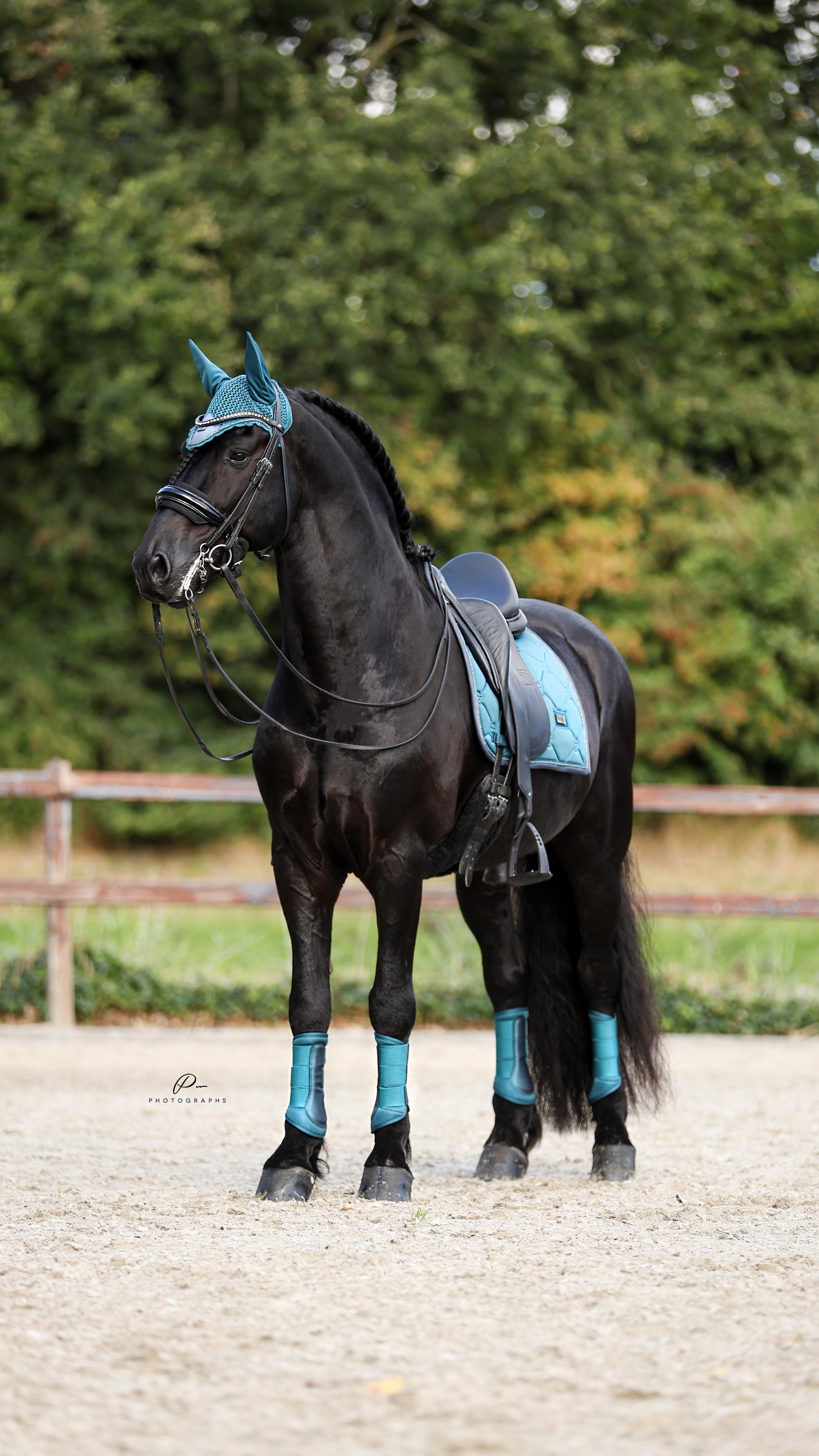 Instagram post by @pwphotographs for EQUESTRIAN STOCKHOLM. Caption reads: [...] #friesianhorses #friesians....