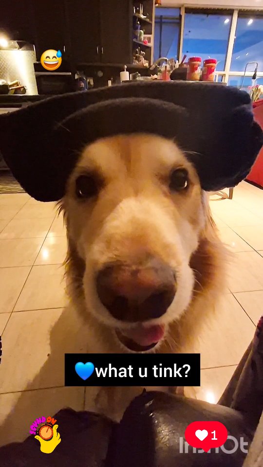 Instagram post by @shaggythegoldenone for Barked by 9GAG. Caption reads: 💙 I brings Papa's neck warmer to Mama. Can u put....
