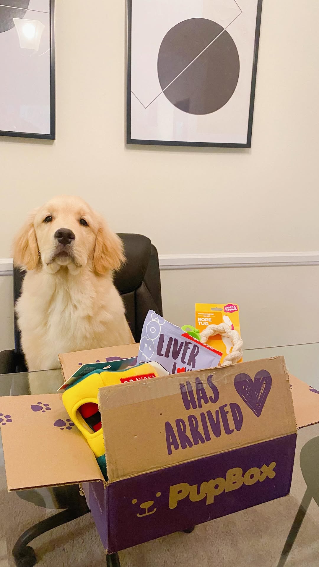 Instagram post by @bestboybrix for PupBox. Caption reads: 💜You know it’s going to be a great day when it’s....