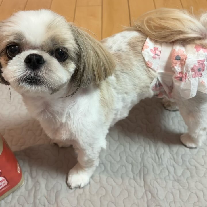 Instagram post by @429_shihtzu for Iris Ohyama. Caption reads: 今日のしずくです🐶❤️
 @irisohyama....