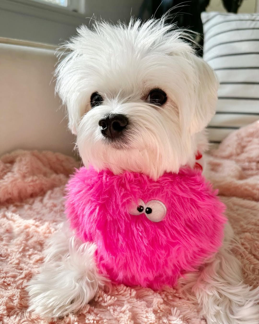 Instagram post by @mochifloof for PupBox. Caption reads: Mr Steal Your Girl with his cheeky little smirk....