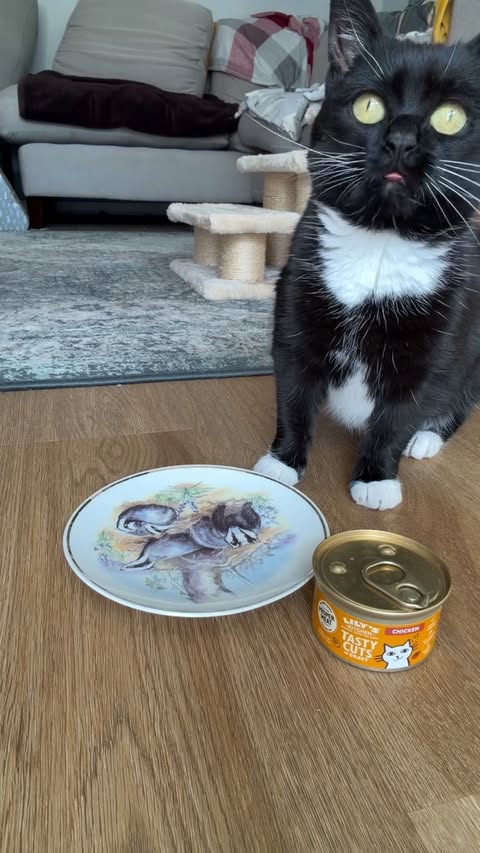Instagram post by @figgypuddin_ for Lily's Kitchen. Caption reads: [...] #dwarfcat #figgypudding #rebelcats....