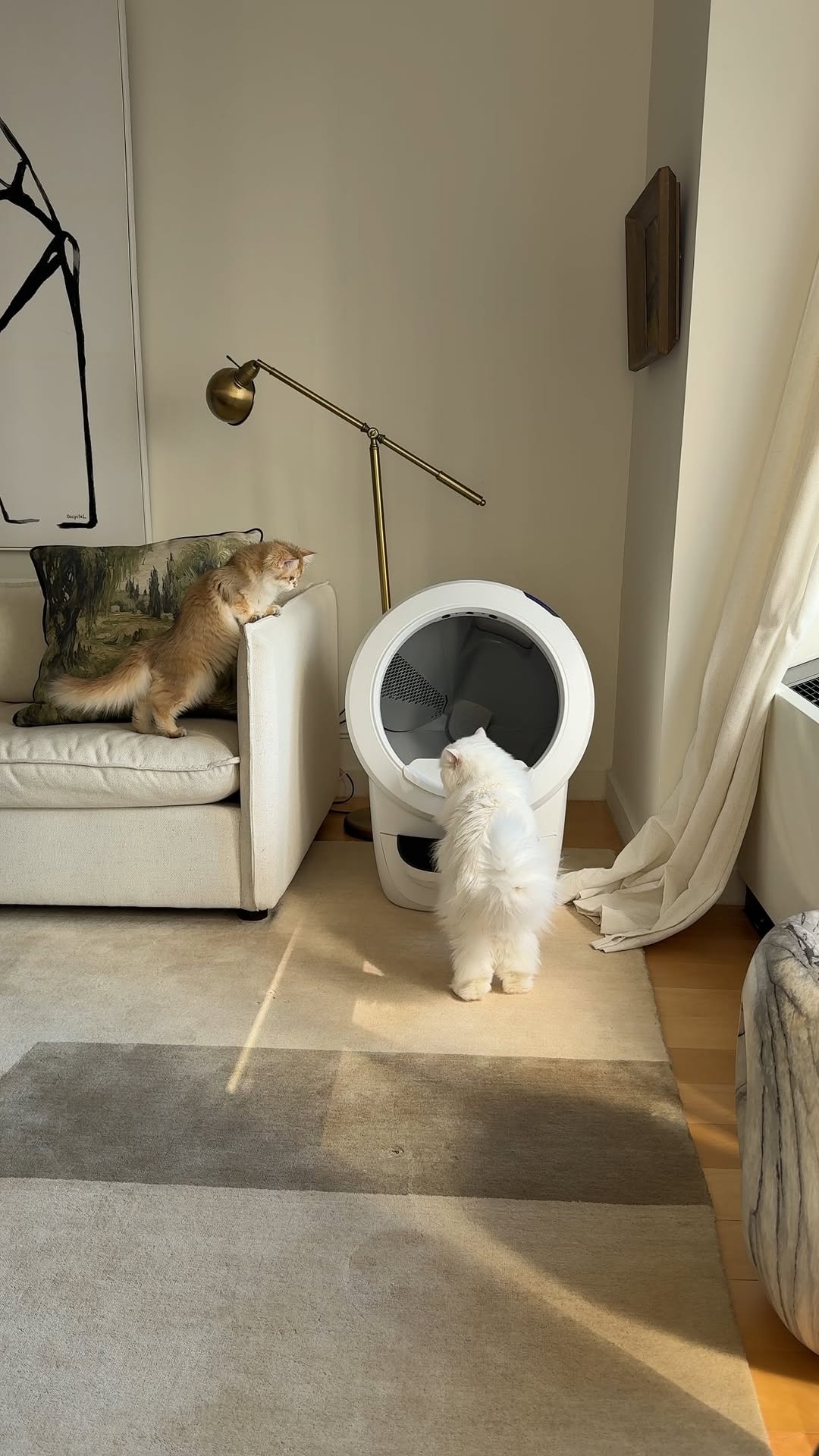 Instagram post by @cleothecitykitty for Litter-Robot. Caption reads: Clementine used a standard litter box the first....