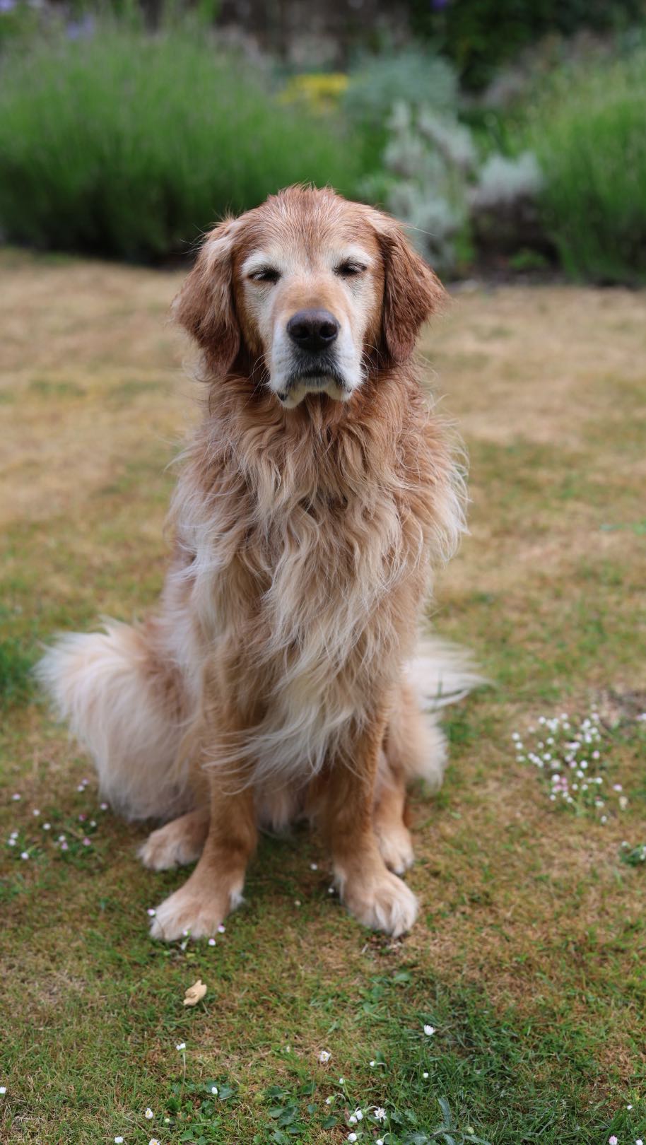 Instagram post by @hugoandursula for Arden Grange. Caption reads: This is Huxley. He’s six years old and has always....