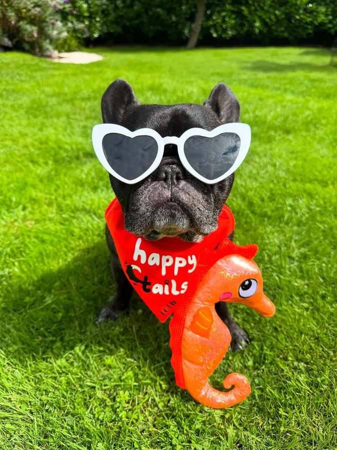 Instagram post by @louie_toes_frenchie for Happy Tails Hampers. Caption reads: [...] 😎🧡 Who’s excited for tonight’s....