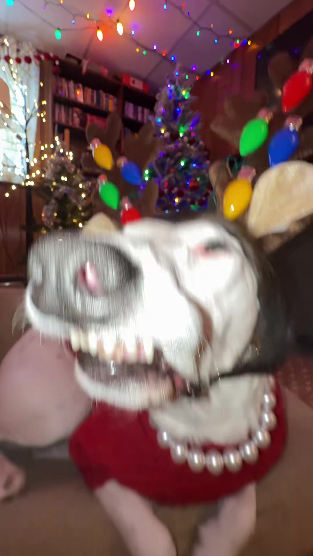 TikTok post by @mistermainer for Cameo. Caption reads: Order a Cameo from Karen Bark! In our Bio! #cameo....