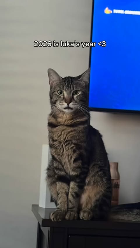 Instagram post by @theashleygreenlee for Shutterfly. Caption reads: [...] goin on the teacher desk 🐱✨👩🏽‍🏫....