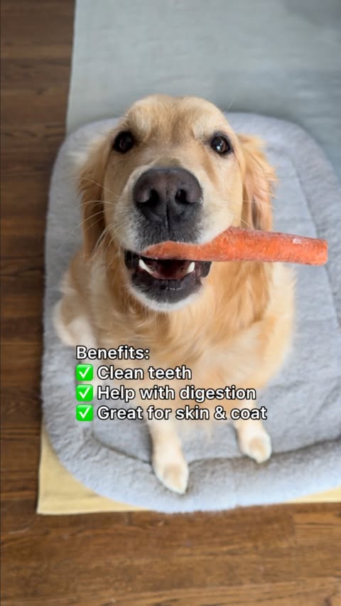 Instagram post by @goldenpup.mika for Open Farm Pet. Caption reads: Healthy dog chews for less than $2!🤩
Carrots are....