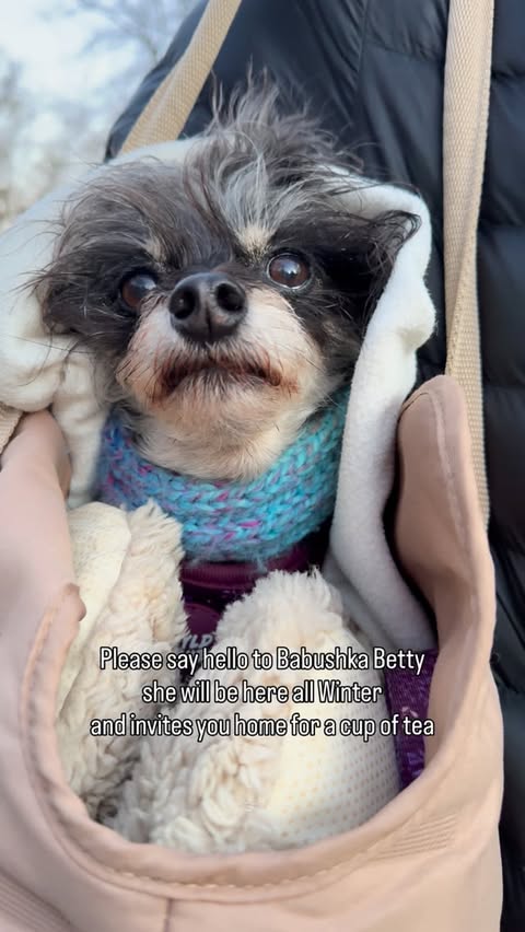 Instagram post by @betty_and_bean for WeRateDogs. Caption reads: Please welcome Babushka Betty who has decided the....