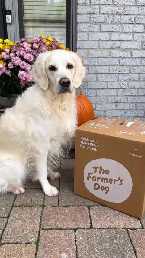 Instagram post by @kelseyoppenheim for The Farmer's Dog. Caption reads: #ad This Thanksgiving, and every day, I am so....