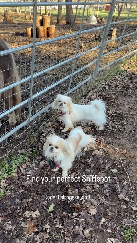 Instagram post by @team_pekingese for Sniffspot. Caption reads: One thing we love about Sniffspot is that every....