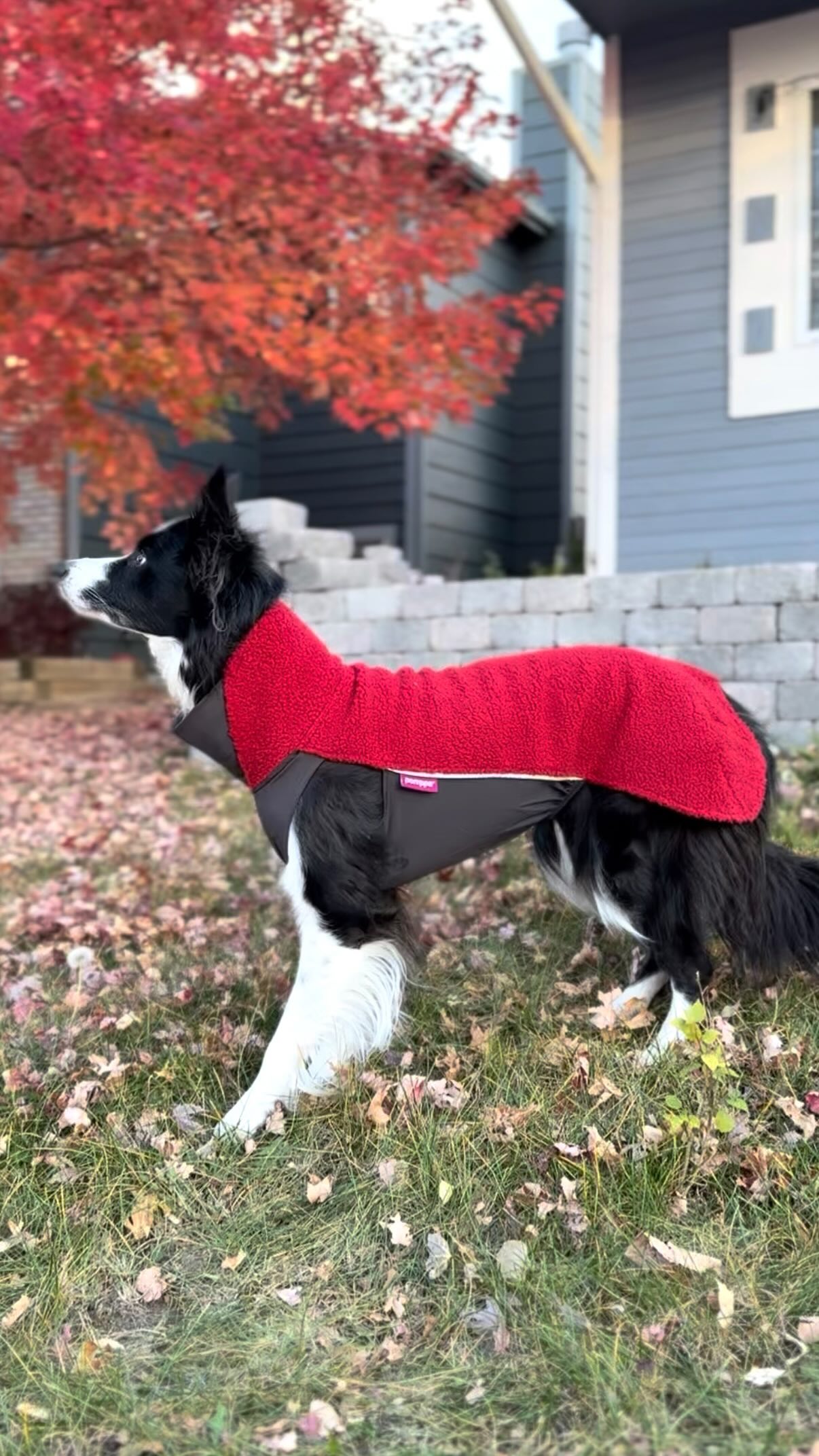 Instagram post by @herdythings for Pomppa Dogwear. Caption reads: ICYMI: @pomppadogwear just dropped their newest....