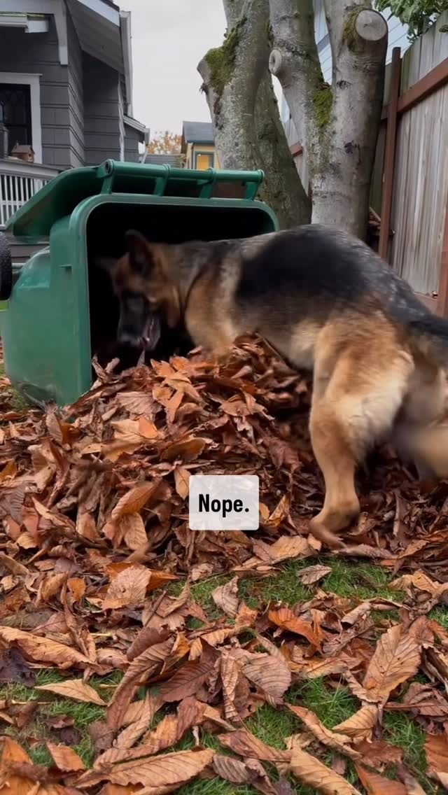 Instagram post by @instagremy.gsd for WeRateDogs. Caption reads: Don’t take my leaves!

Here’s the full video that....