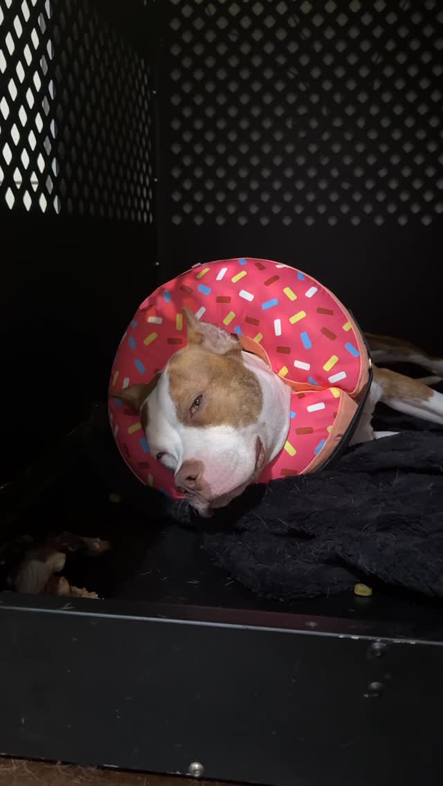 Instagram post by @mythologicaldogs for Nature's Miracle. Caption reads: @naturesmiracleproducts making the messiest foster....