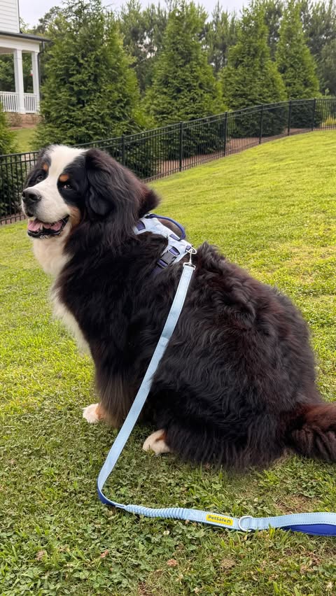 Instagram post by @riggietheberner for PetSafe. Caption reads: [...] and safe is a must. After testing the....