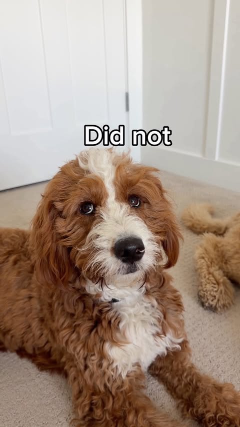 Instagram post by @girlandadoodle for Chewy. Caption reads: [...] generous guy… Just not when it comes to....