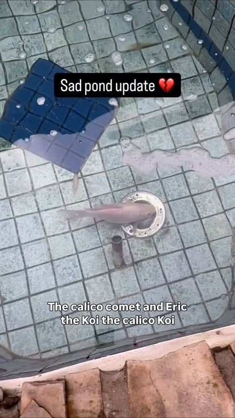 Instagram post by @pattipao1 for PetSmart. Caption reads: Sharing a difficult update from our pond.
After....