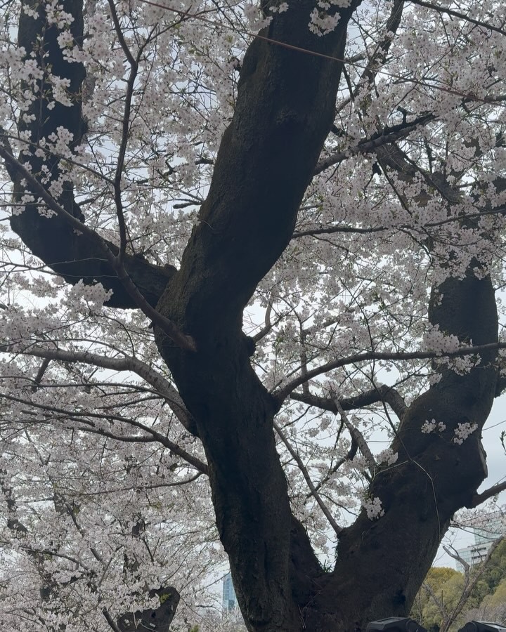 Instagram post by @therealnobu for Bloomberg. Caption reads: The shoot for Bloomberg took place during cherry....