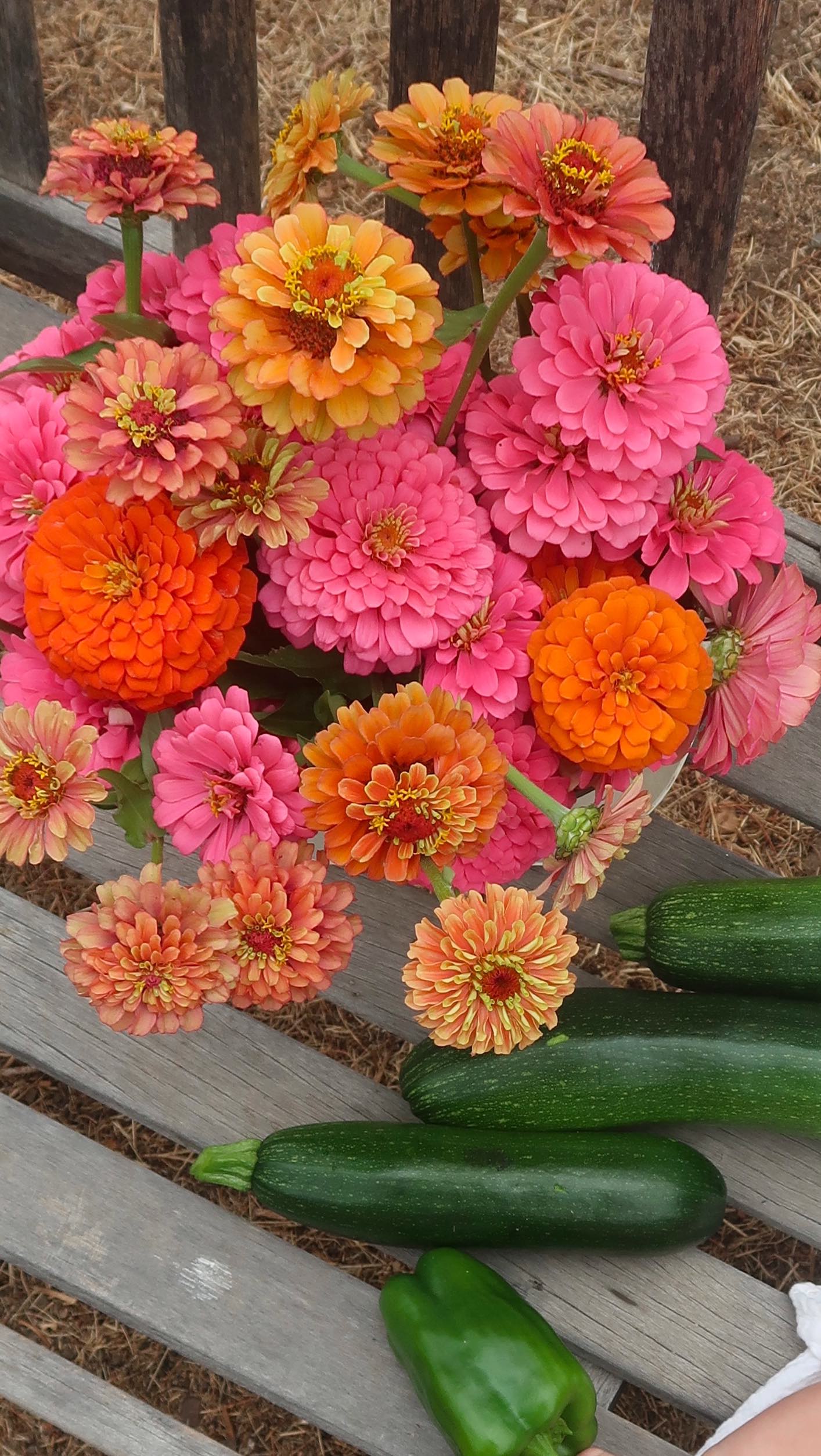 Instagram post by @wholehanna for Merry People. Caption reads: the first lineup for a lil fall veggie planting....