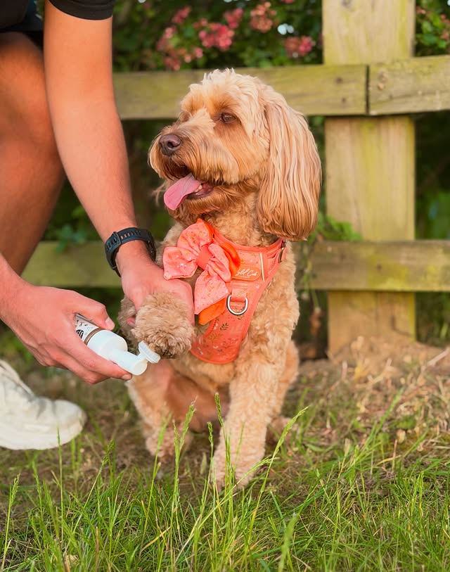 Instagram post by @willowthetoycockapoo_ for Bugalugs Pet Care. Caption reads: [...] want the hassle of a sink wash,....