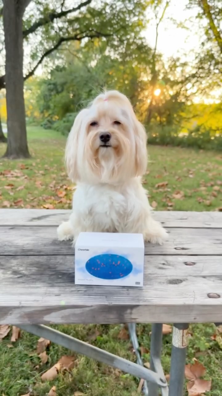 Instagram post by @amerikada_hayattt for Cheerble. Caption reads: She couldn’t stop chasing it 🐶💛 From the first....