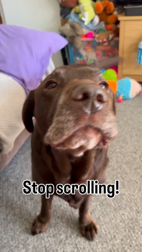 Instagram post by @assistancedogalfie for YuMOVE. Caption reads: [...] and what helps me do it! 💚

Undoubtably....