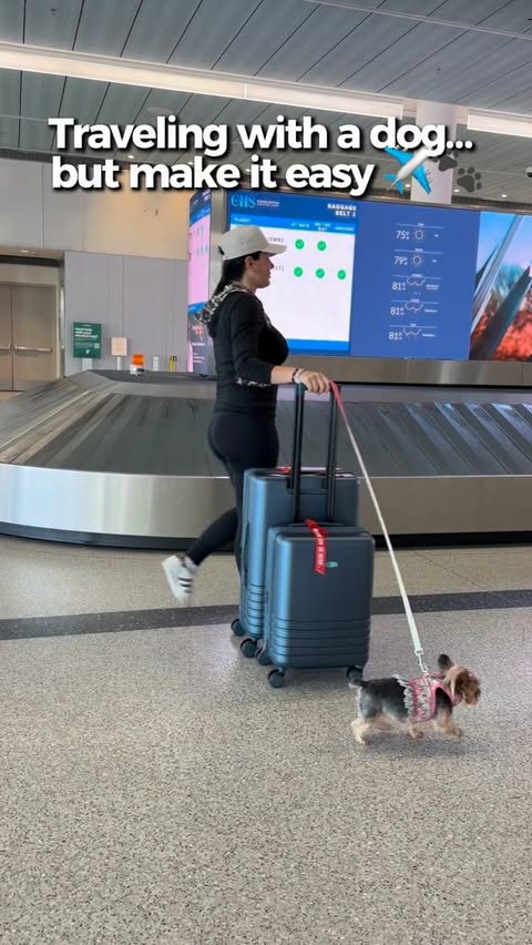 Instagram post by @nycyorkiegirls for Bagsmart. Caption reads: [...] then come back with way more? 🐾✈️ This....
