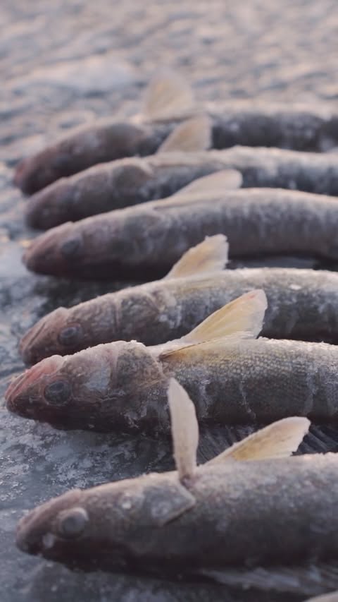 Instagram post by @girlof10000lakes for DSG Outerwear. Caption reads: Throwing it back to the @dsgfish early ice shoot....