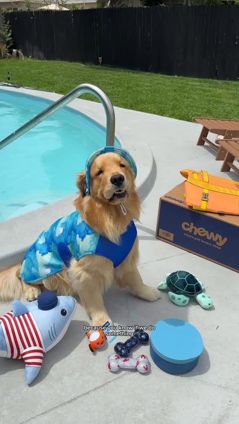 Instagram post by @reefthegolden_ for Chewy. Caption reads: [...] summer pool pawties start with Frisco at....