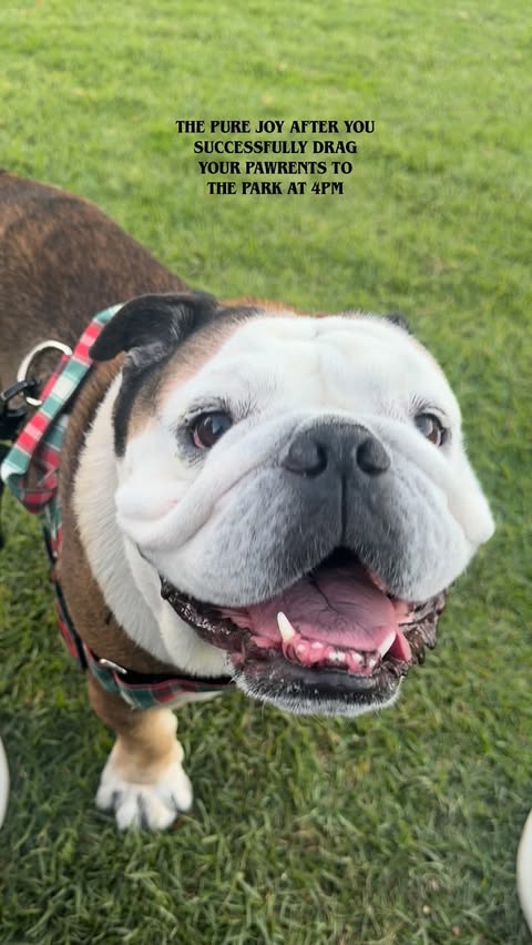 Instagram post by @taco.the.englishbulldog for Bullhug. Caption reads: [...] all dressed up for the holidays in his....