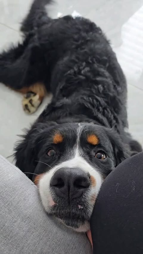 Instagram post by @vanessa.larche for Eufy. Caption reads: [...] floors were always a losing battle. The eufy....