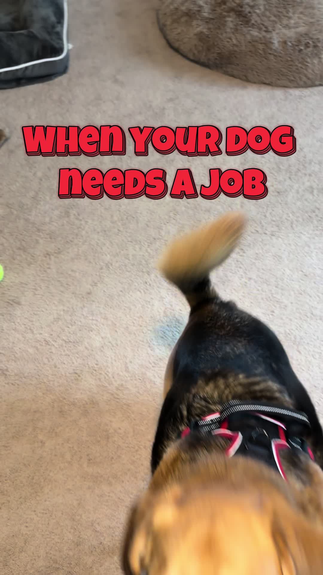 TikTok post by @doseofdakota for PetMD Store. Caption reads: [...] #dogmoms #tiktokshop #dogsoftiktok....