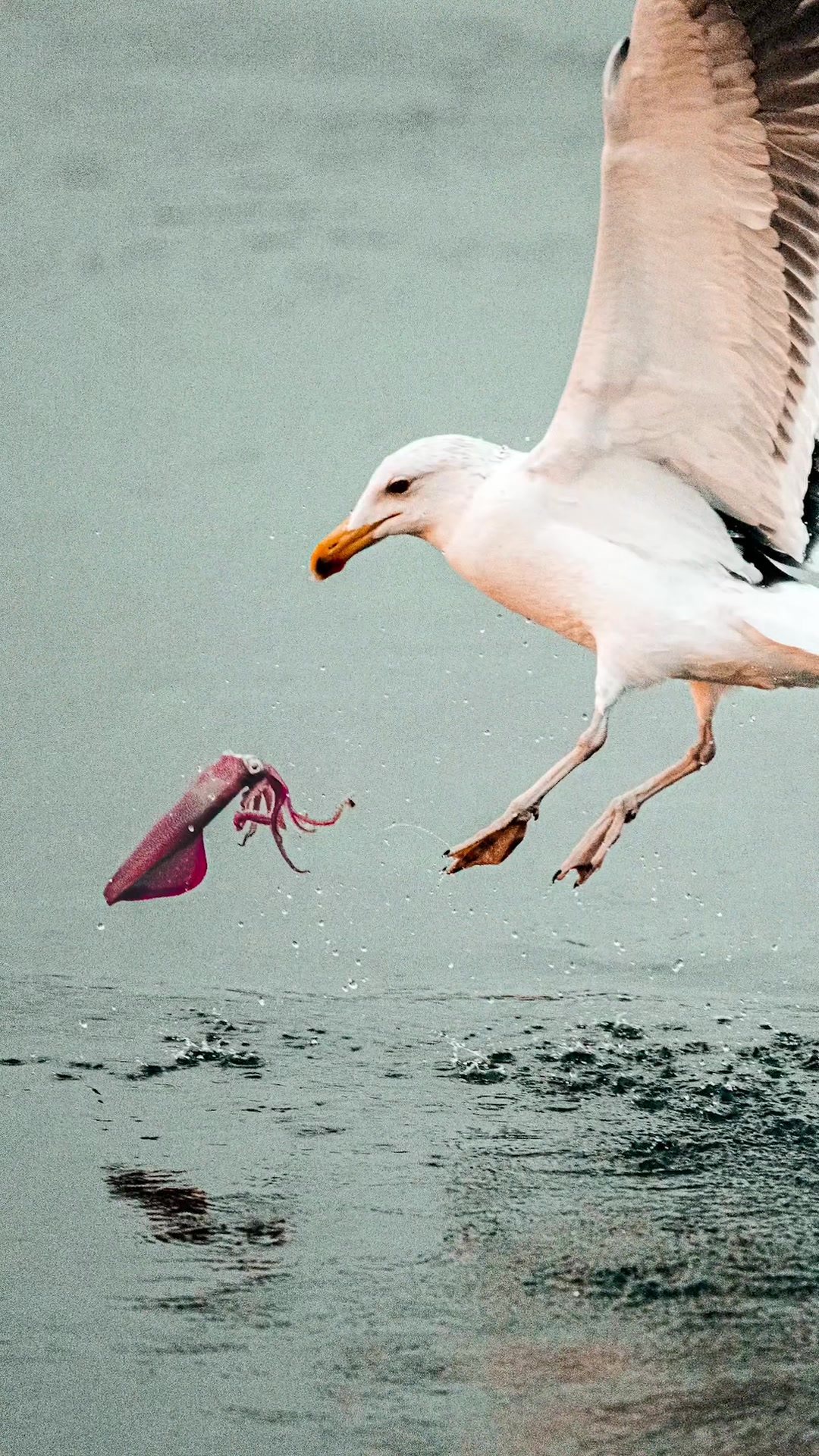 TikTok post by @kienquancreates for NikonUSA. Caption reads: Wow. What are the chances of getting a shot like....