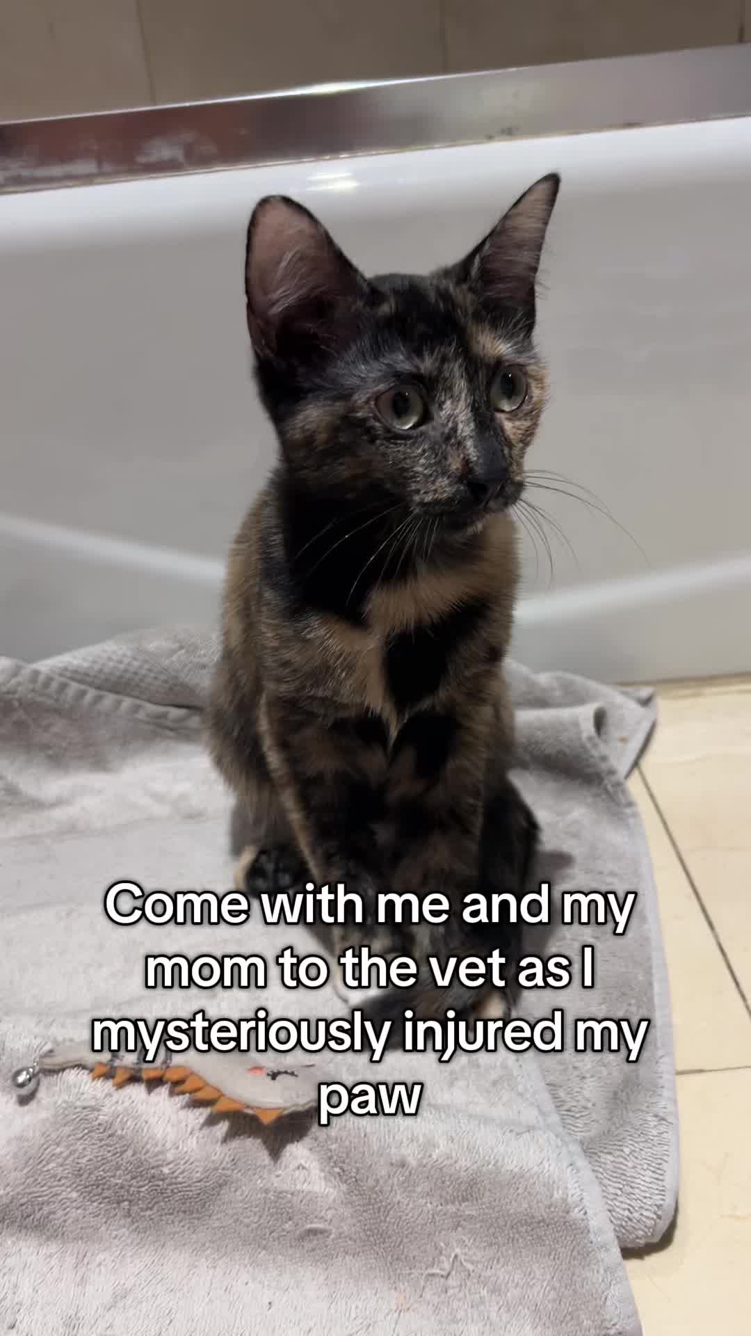 TikTok post by @katladie for Smalls. Caption reads: Come along with 5-month old foster kitten Cricket....