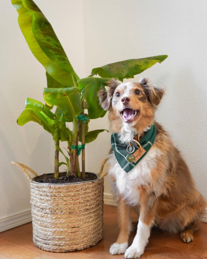 Instagram post by @ayce.and.aria for Lively Root. Caption reads: [...] pet-friendly! 

Our friends at @livelyroot....