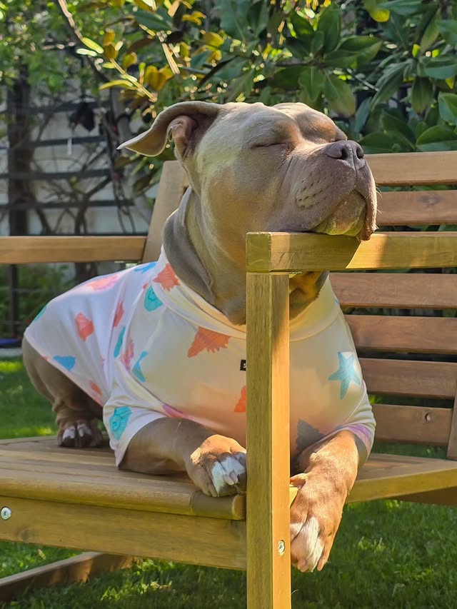 Instagram post by @rollothechunkaroo for Spark Paws. Caption reads: [...] of summer! 🌊🐚 . ROLLO10 for 10% off....