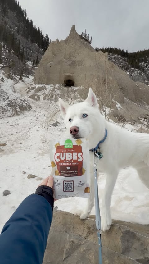 Instagram post by @ginkgo_husky for Open Farm Pet. Caption reads: [...] 😋 I brought Ginkgo’s favourite @openfarmpet....