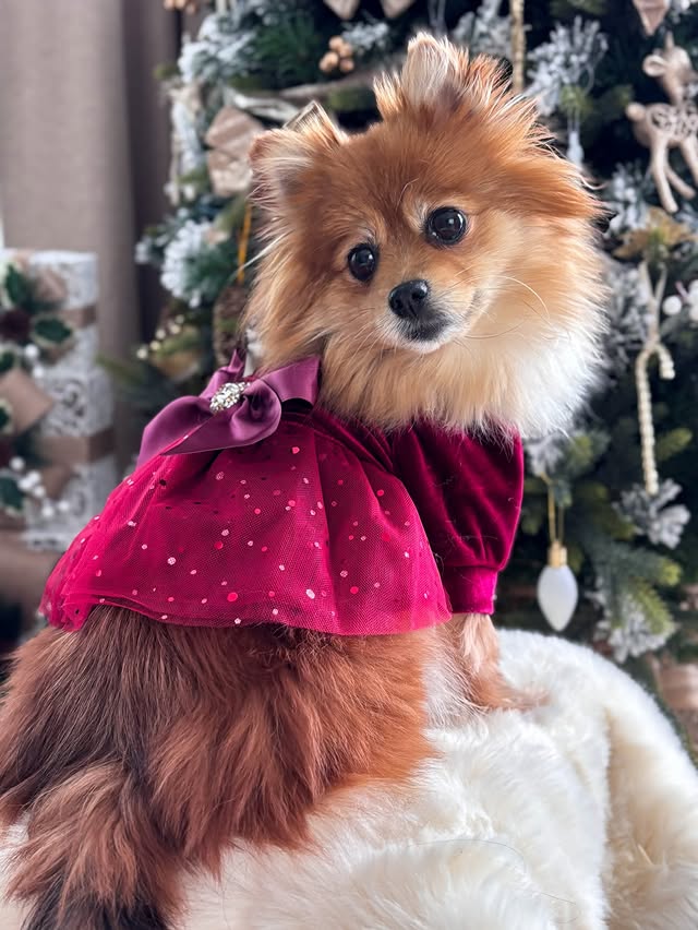 Instagram post by @cachou_thepom for Fitwarm. Caption reads: A little Holiday look by @fitwarm_pet_apparel for....