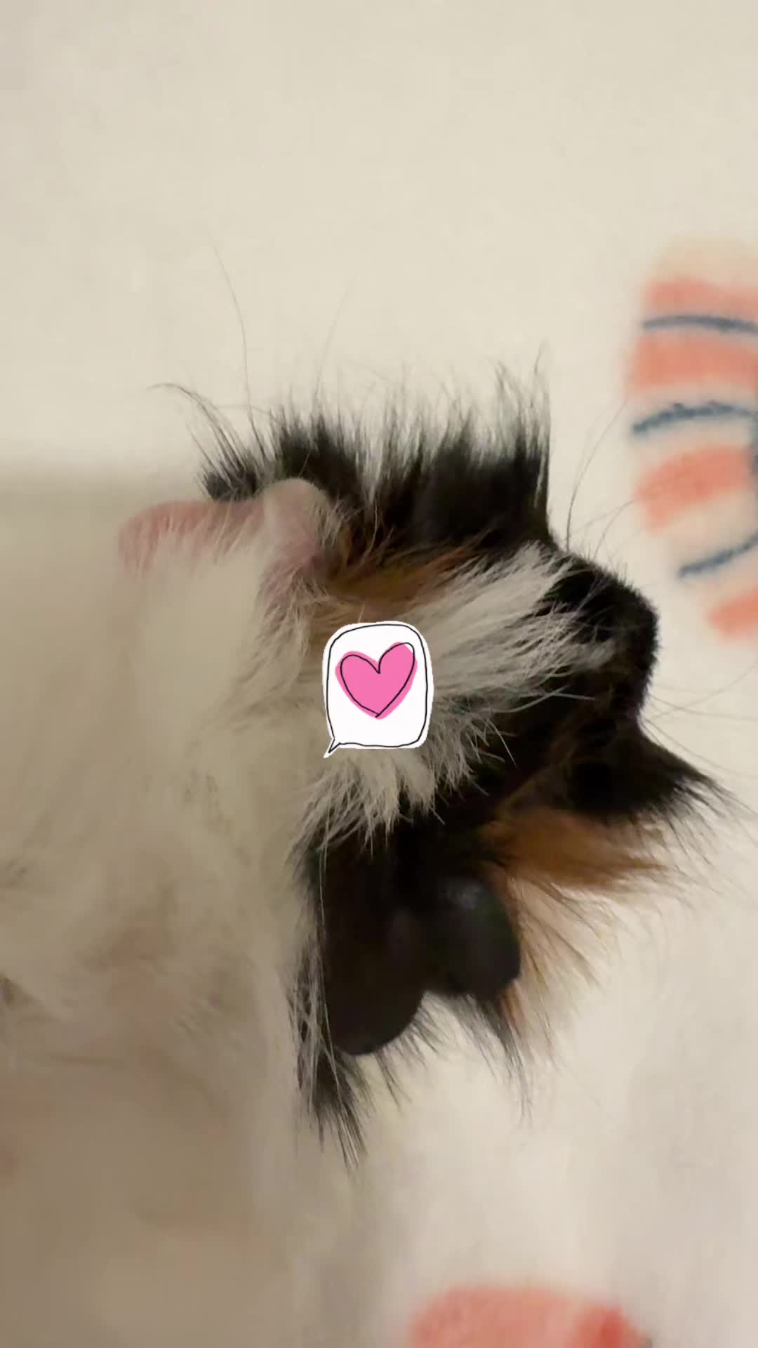 TikTok post by @billionaireboo for Petco. Caption reads: #Fyp #tiktokers #caterpiller #Guineapig  🐛🐷....