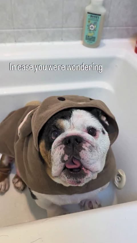 Instagram post by @wendy.and.rolo for Mrs. Meyer's Clean Day. Caption reads: He's just a post bath bunny @mrsmeyerscleanday....