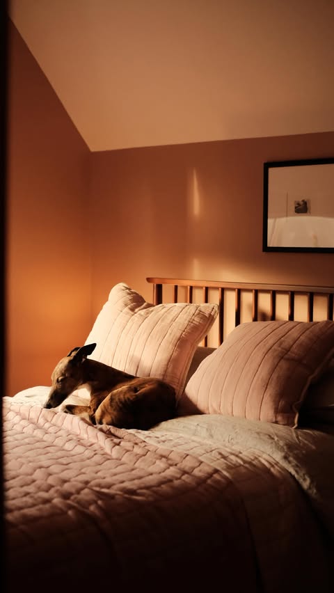 Instagram post by @lollythewhippet for Simba Sleep. Caption reads: [...] We are, and that’s why we choose @simbasleep....