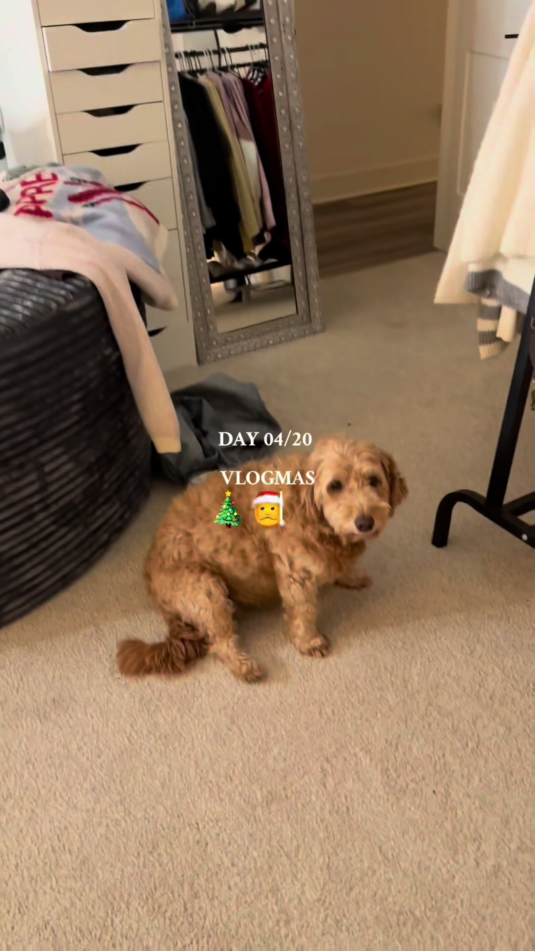 TikTok post by @ninersslifeee for HAWKERS CO.. Caption reads: VLOGMAS DAY 04/20 🎄🎅🎁 hoodie from @HAWKERS....