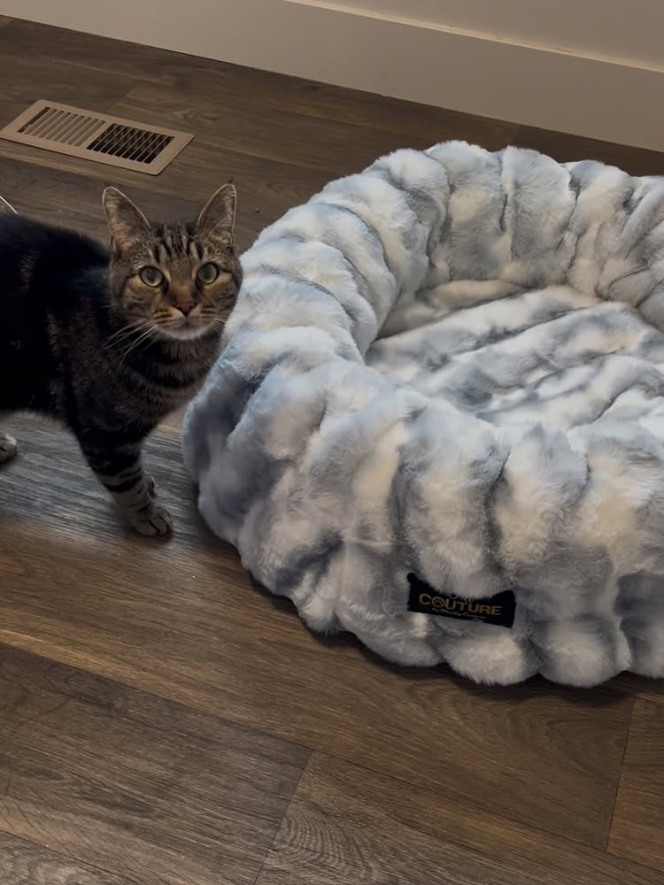 Instagram post by @rocket_the_cat_official for Soft Minky Blanket. Caption reads: ☁️ GIVEAWAY TIME! ☁️
We are absolutely obsessed....