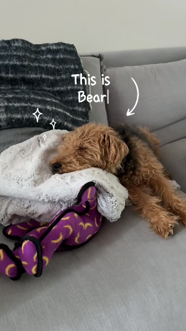 Instagram post by @luluprime_ for Amazon Pets. Caption reads: Happy Pet Day From Bear and Sally 🐾 Shop All....