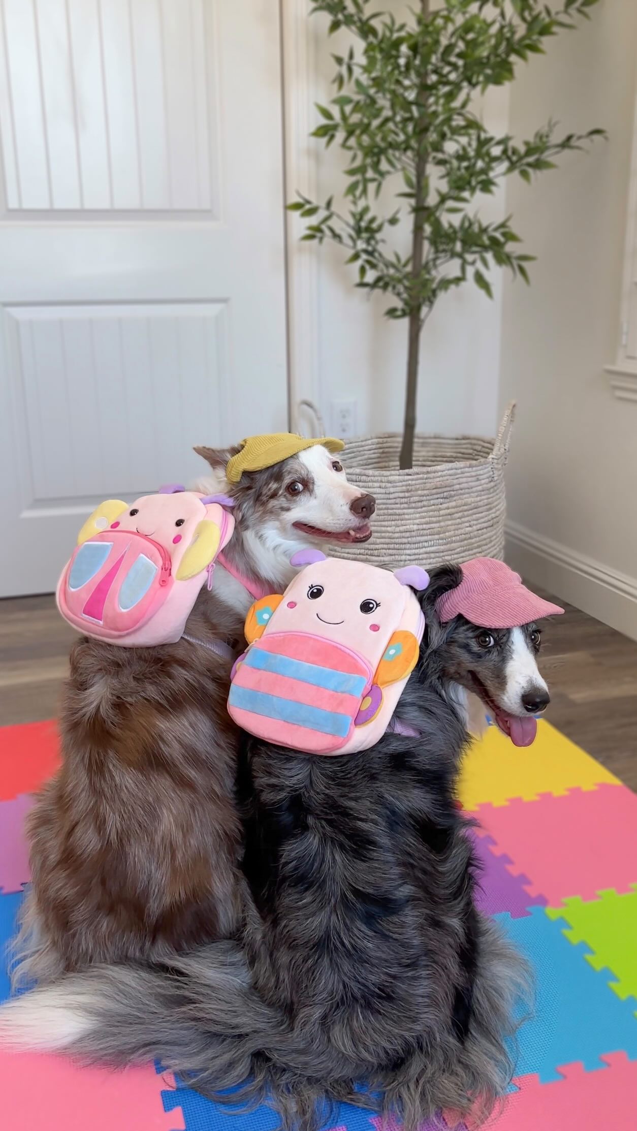 Instagram post by @crazyaboutspots for NutriSource Pet Foods. Caption reads: [...] friends, we’ve partnered up with....