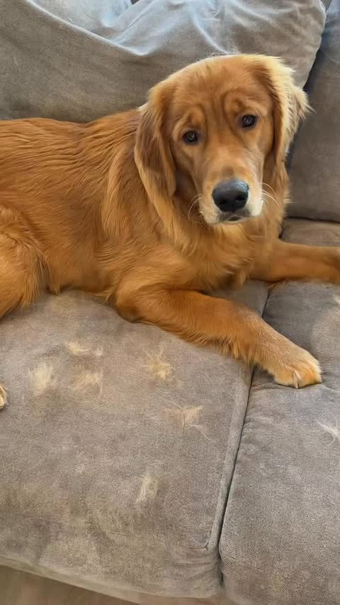 Instagram post by @melissa_fakler for Oneisall. Caption reads: Home reset 🎄
3 dogs = all the fur 😂
Fresh air....