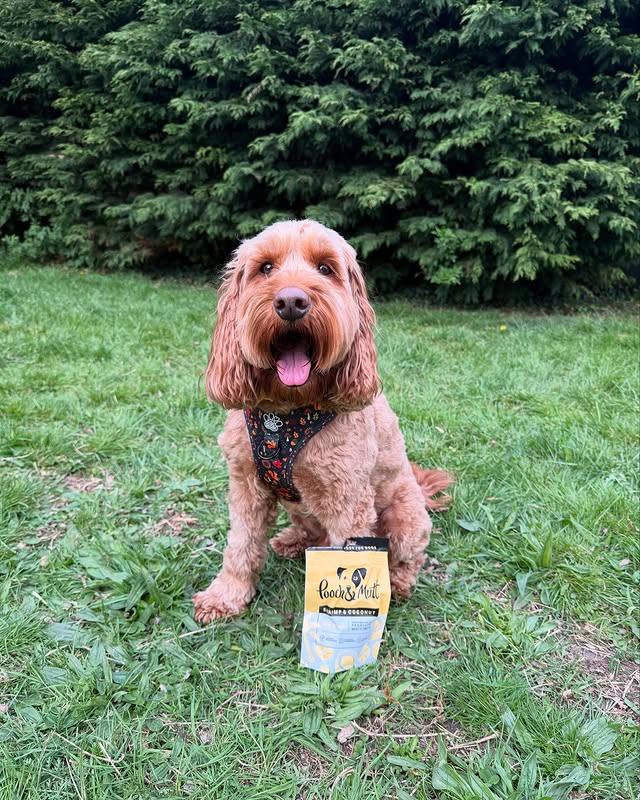 Instagram post by @iamwoodythecockapoo for Hello Beenie. Caption reads: [...] Me is wearing Woodland Wonderland....
